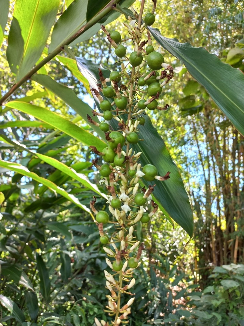 Alpinia cumingii