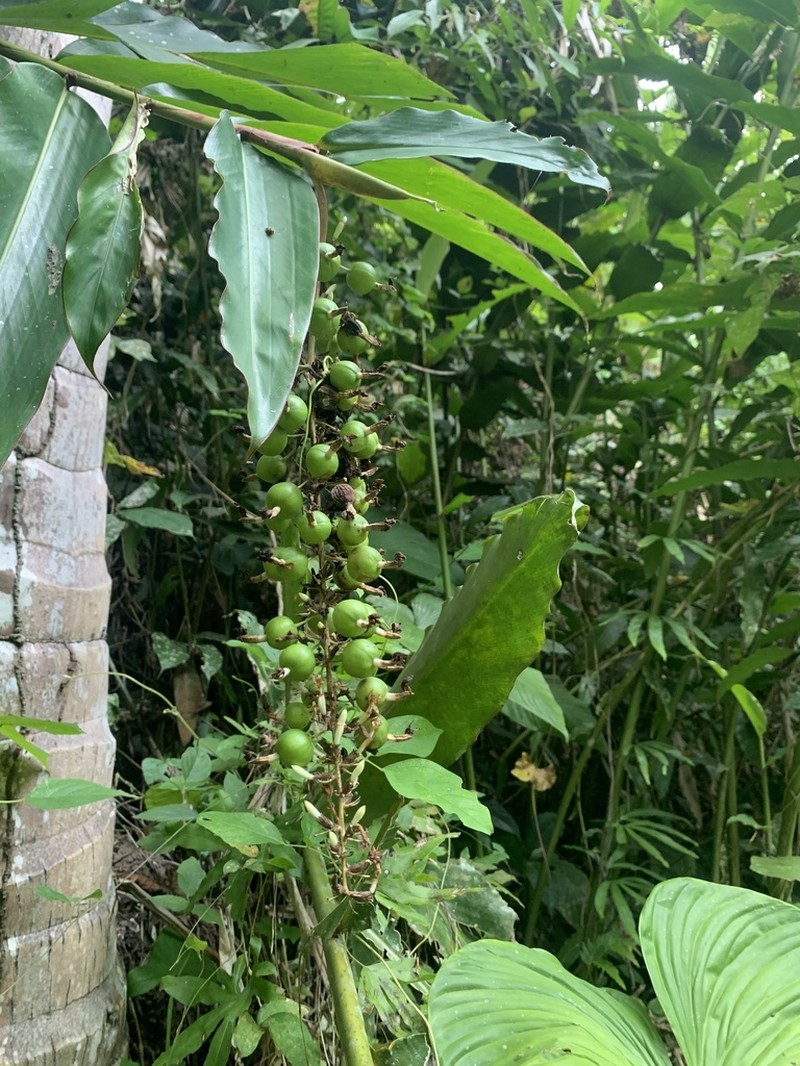 Alpinia cumingii photo 2