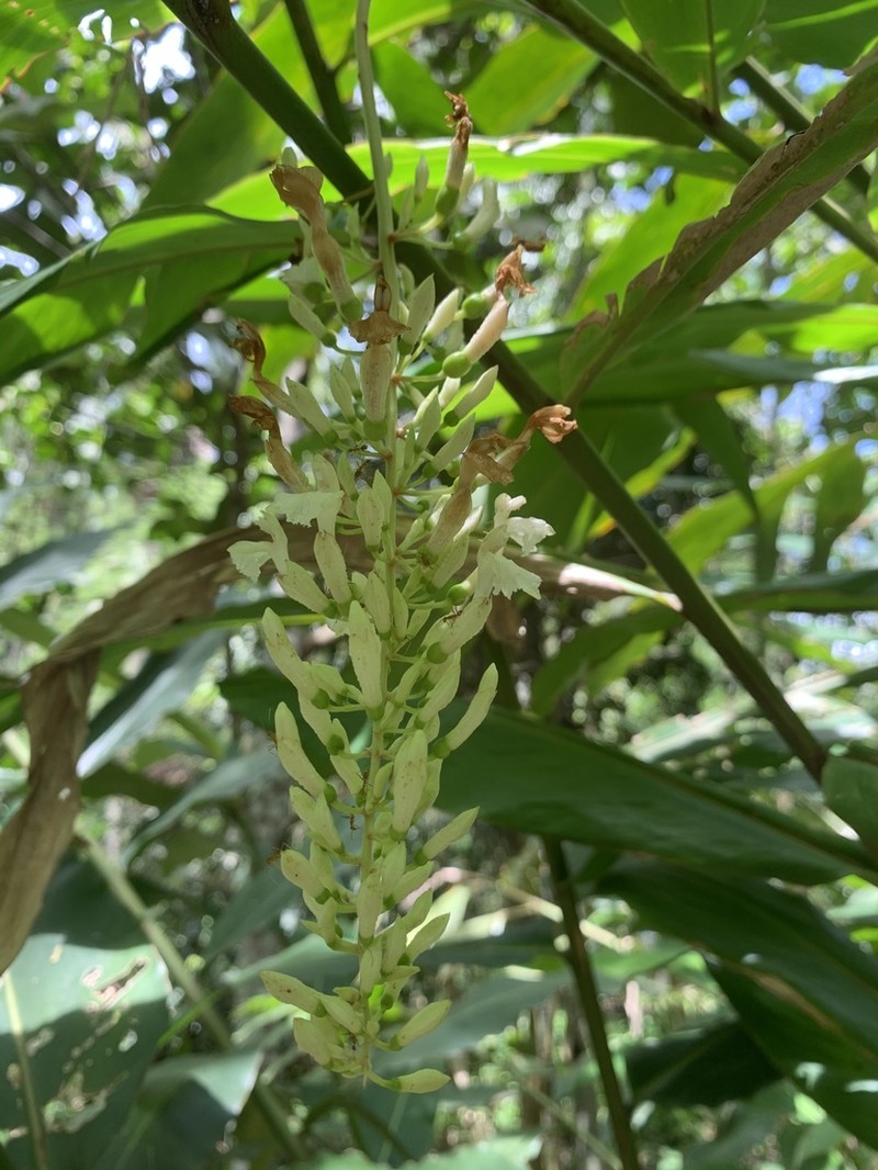 Alpinia cumingii photo 3