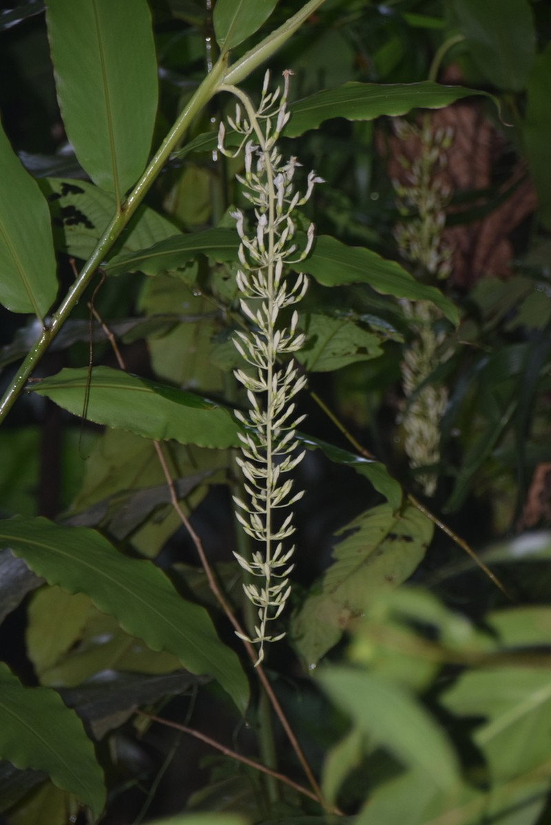 Alpinia cumingii photo 4