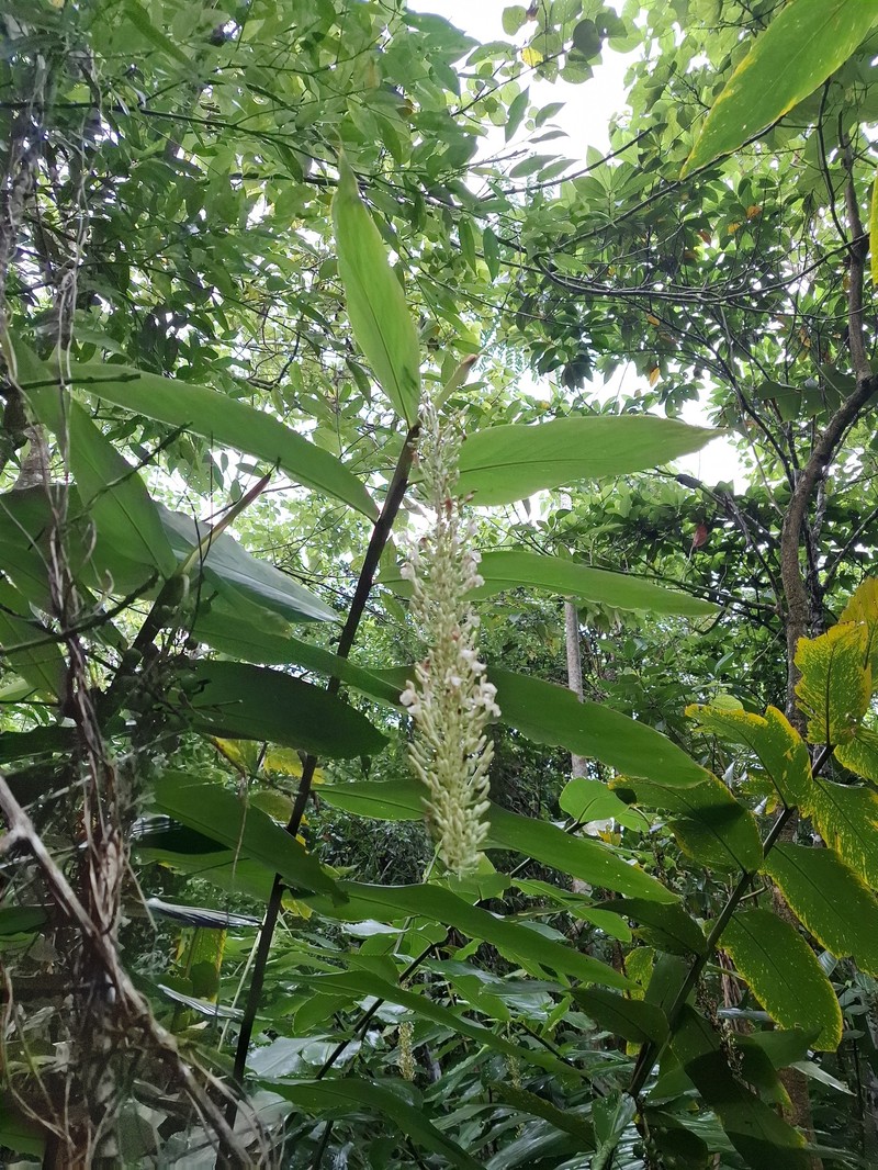 Alpinia cumingii photo 6