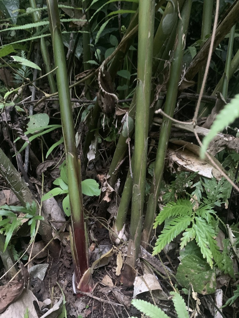 Alpinia cumingii photo 7