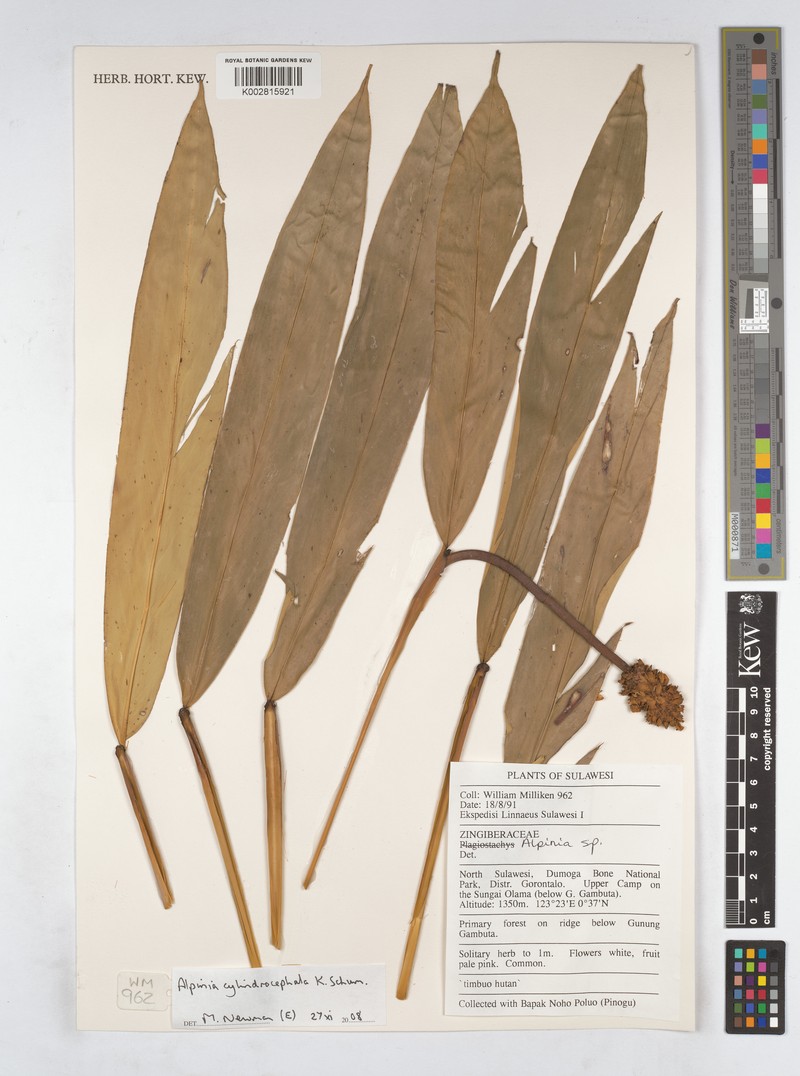Alpinia cylindrocephala