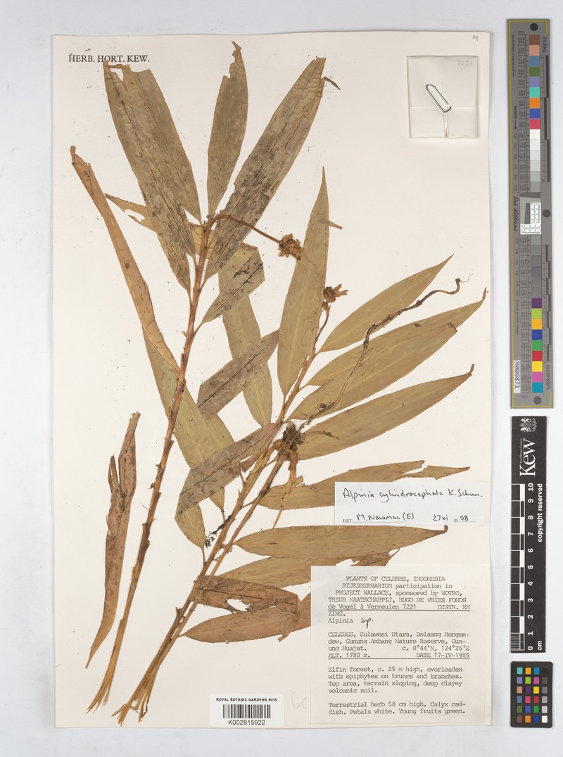 Alpinia cylindrocephala photo 2