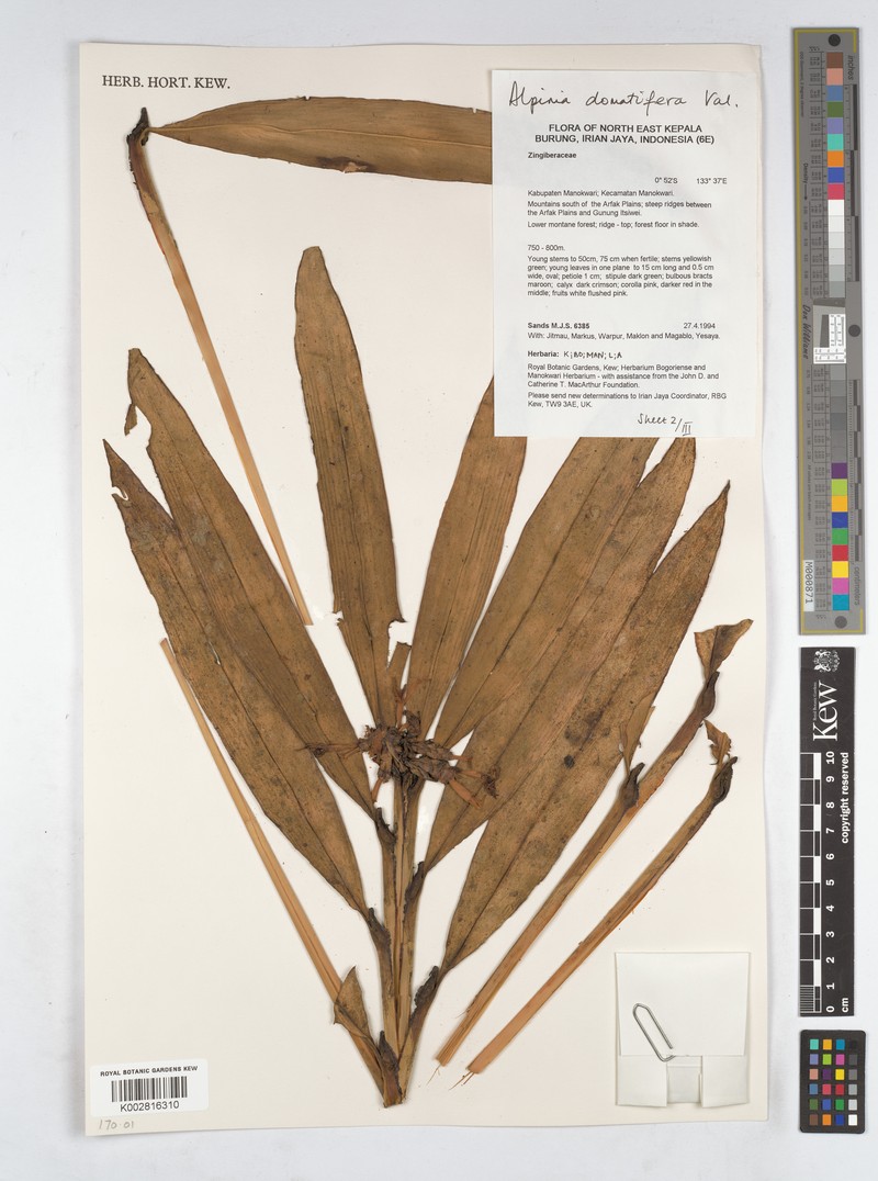 Alpinia domatifera