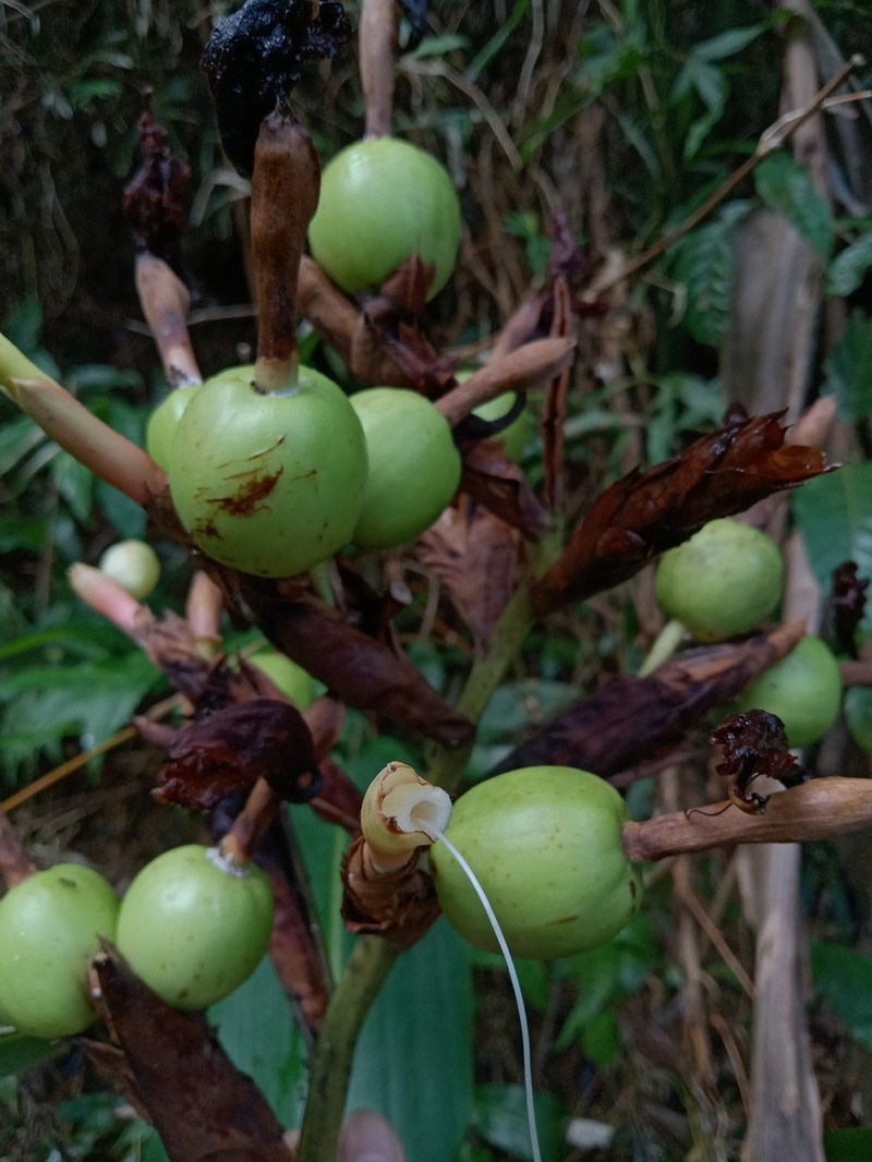 Alpinia elegans