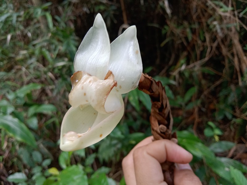 Alpinia elegans photo 2