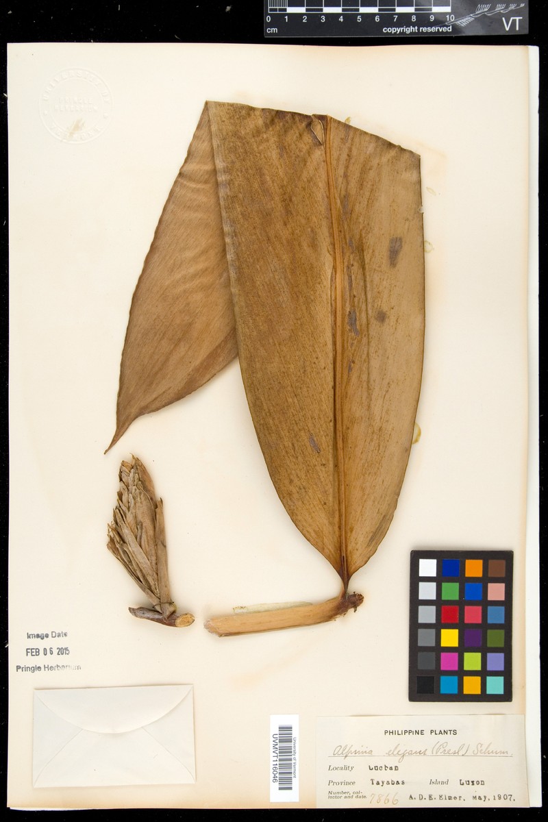 Alpinia elegans photo 3