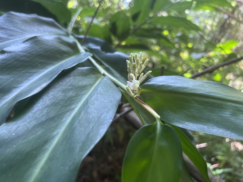 Alpinia flabellata