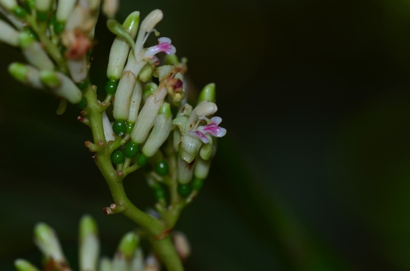 Alpinia flabellata photo 2