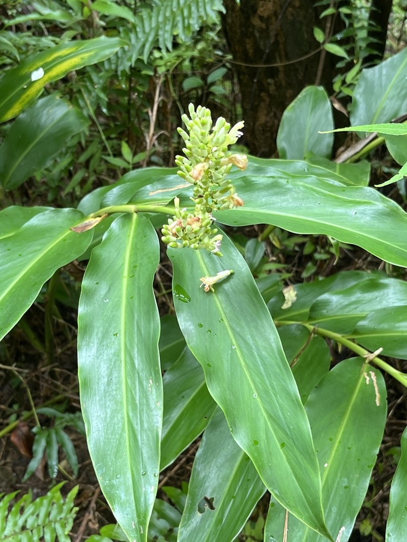 Alpinia flabellata photo 3