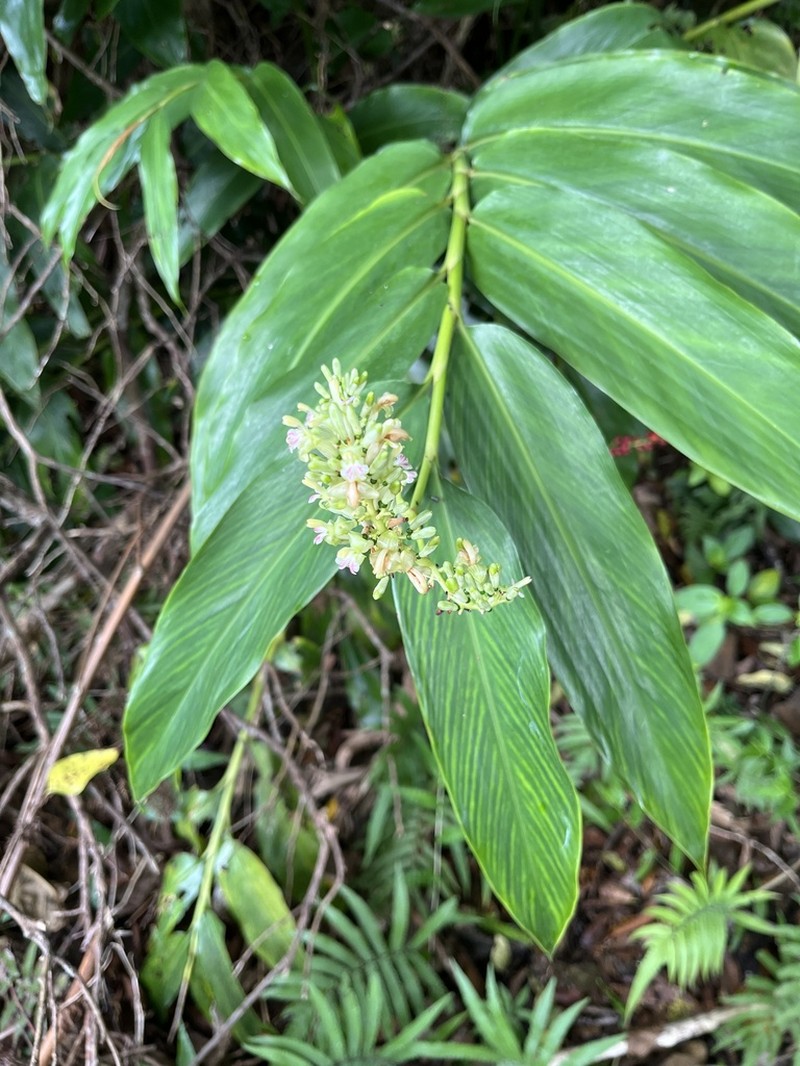 Alpinia flabellata photo 4