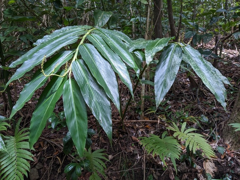 Alpinia flabellata photo 5