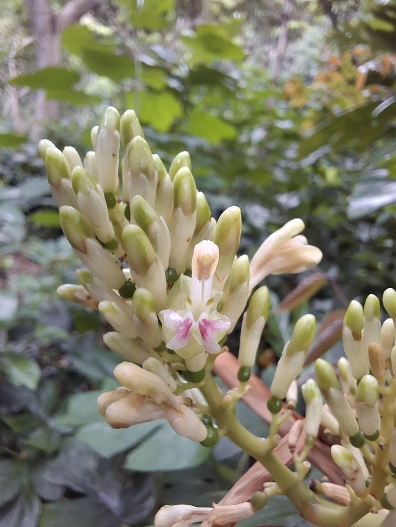 Alpinia flabellata photo 6