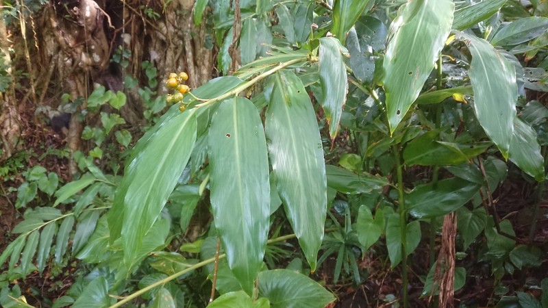 Alpinia flabellata photo 7