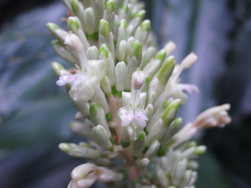Alpinia flabellata photo 8