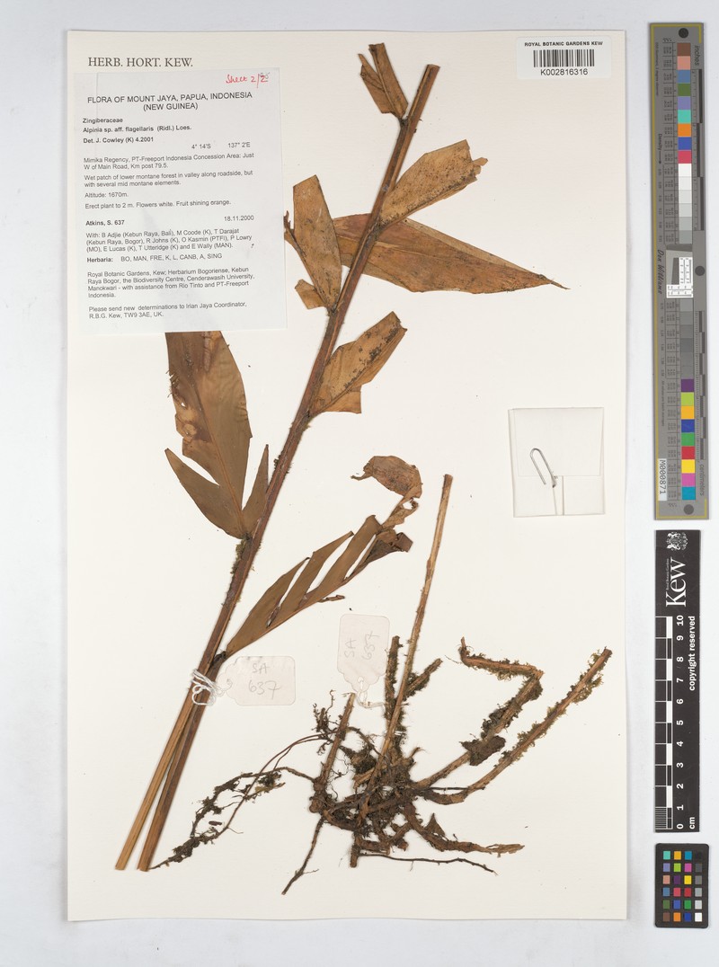 Alpinia flagellaris