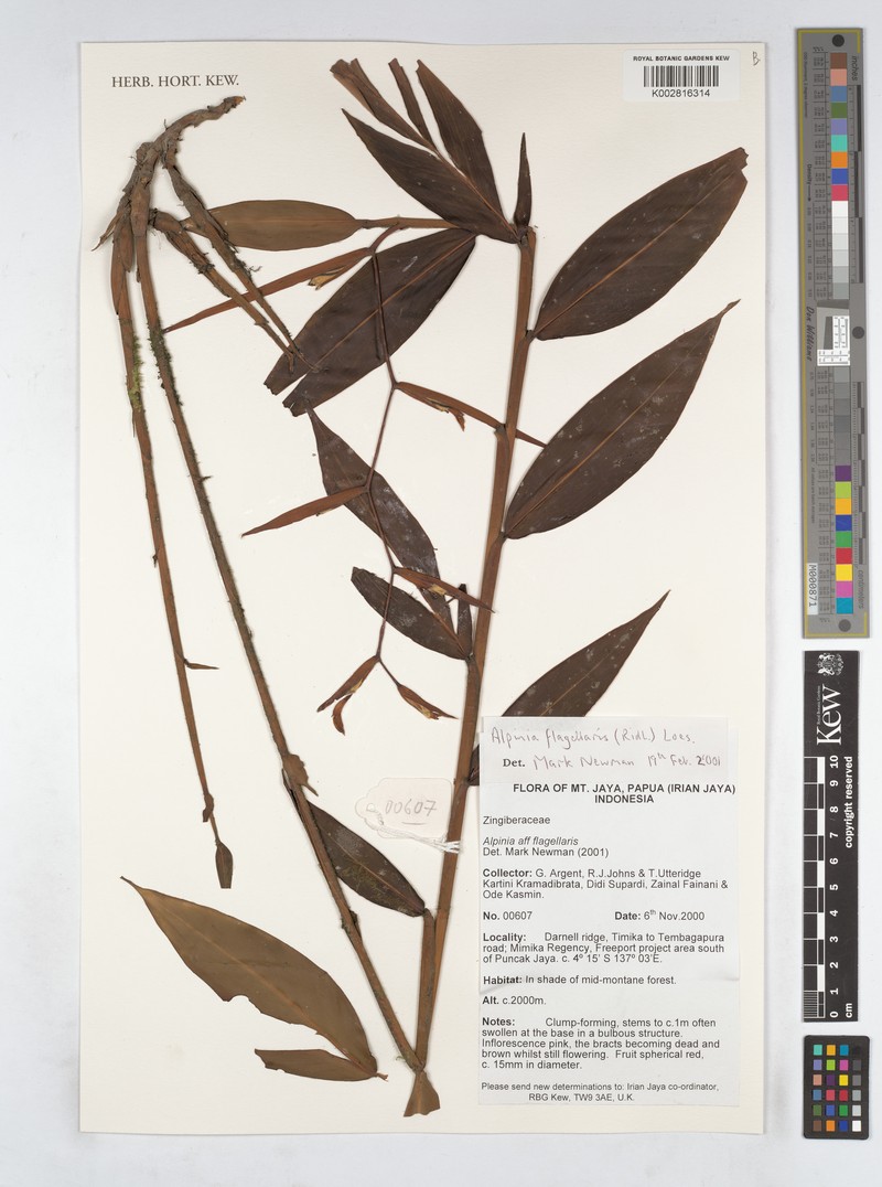 Alpinia flagellaris photo 2
