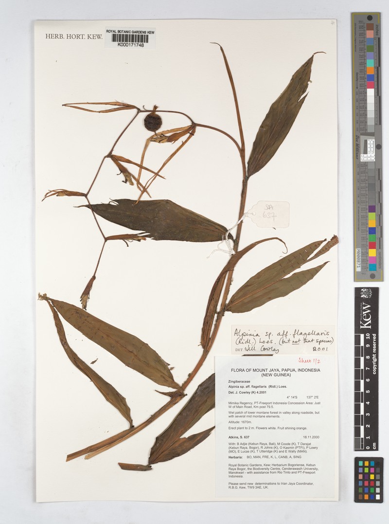 Alpinia flagellaris photo 3
