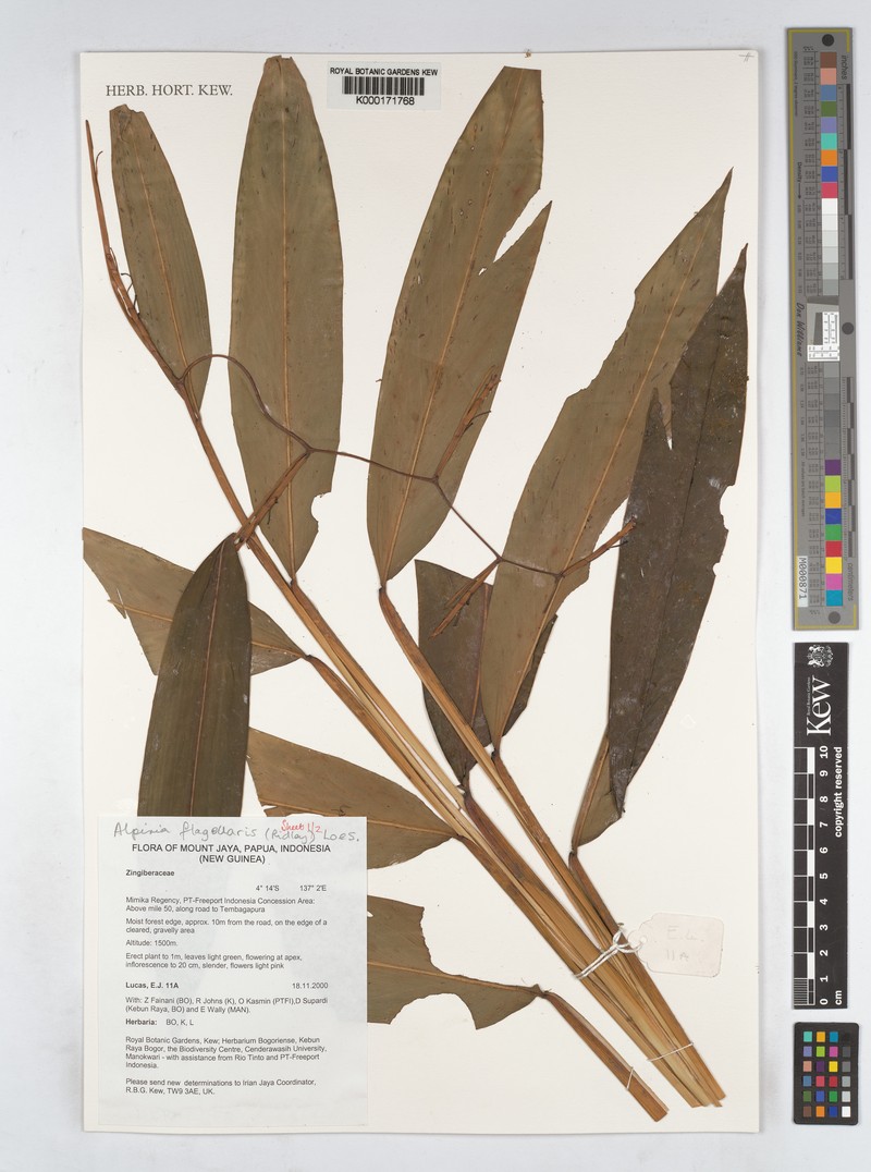 Alpinia flagellaris photo 4
