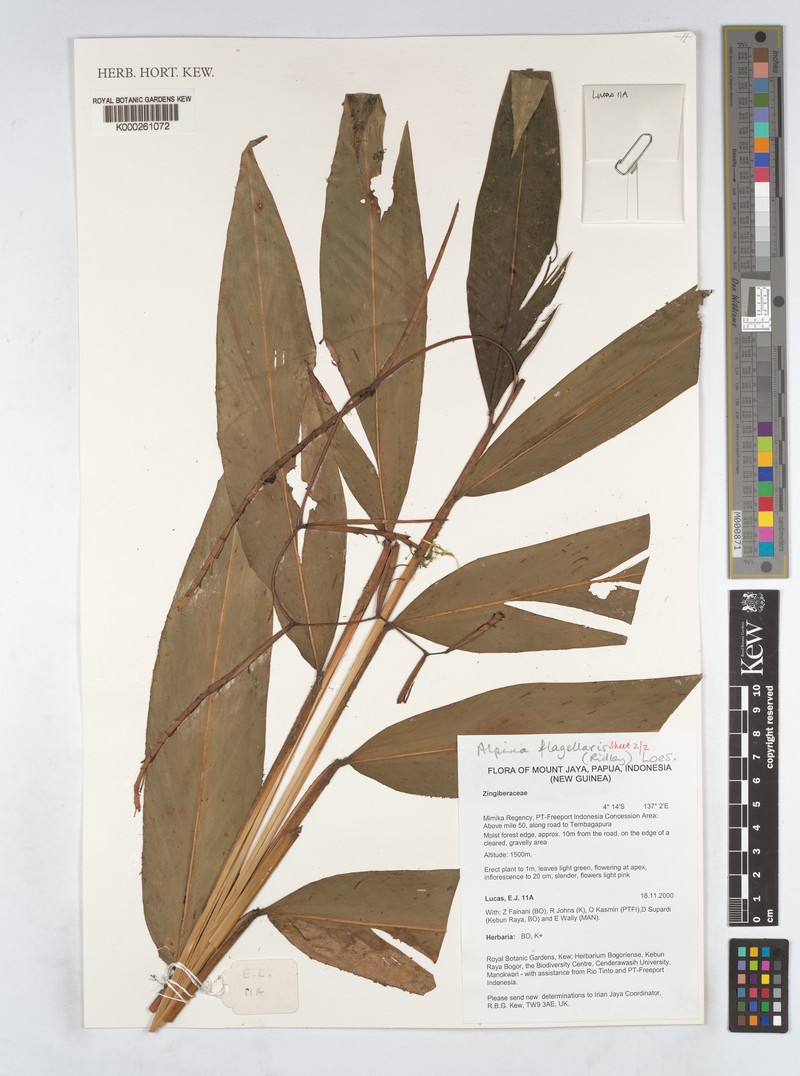 Alpinia flagellaris photo 5