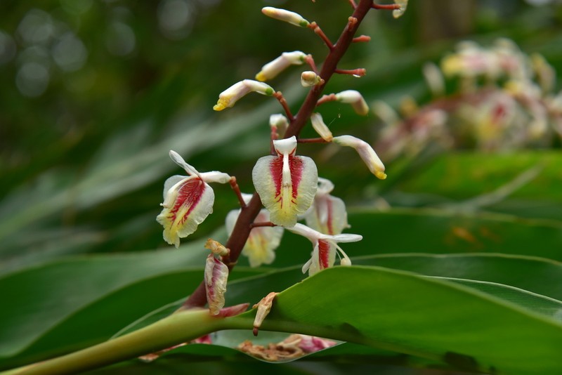 Alpinia formosana
