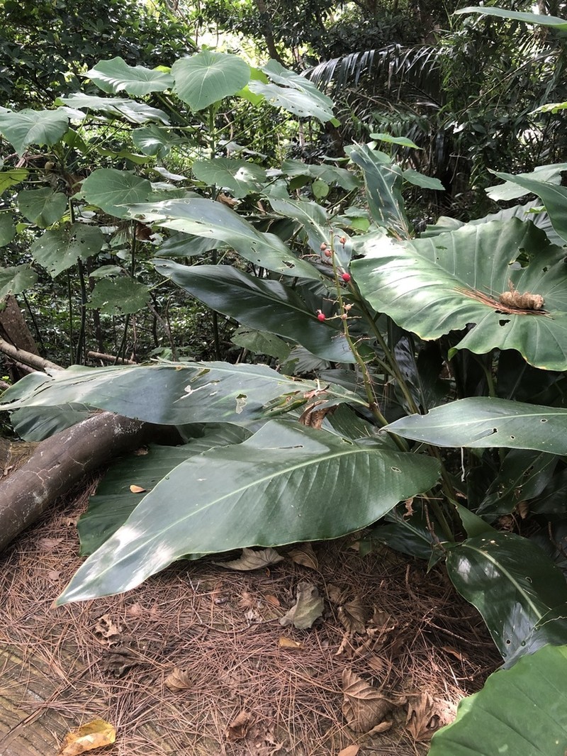 Alpinia formosana photo 2