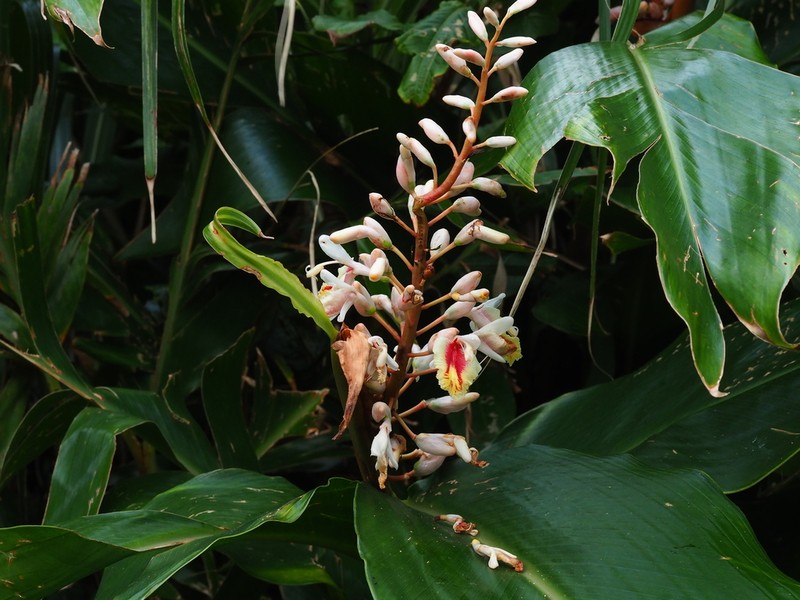Alpinia formosana photo 3