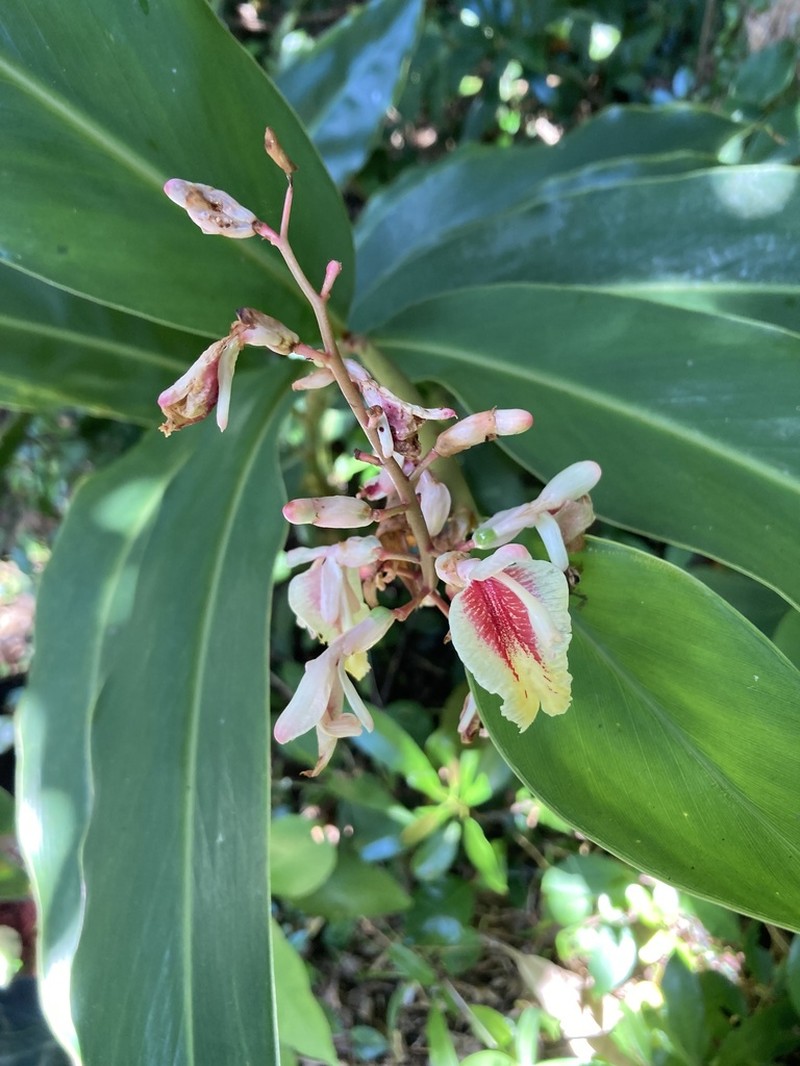 Alpinia formosana photo 4