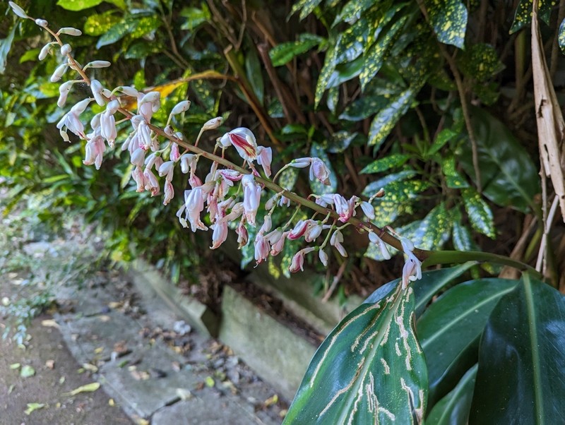 Alpinia formosana photo 5