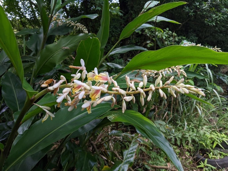 Alpinia formosana photo 6