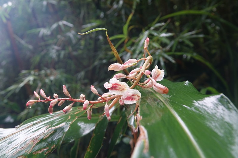 Alpinia formosana photo 7