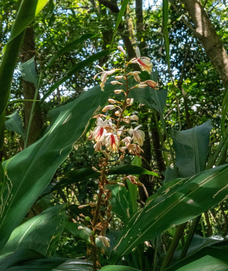 Alpinia formosana photo 8