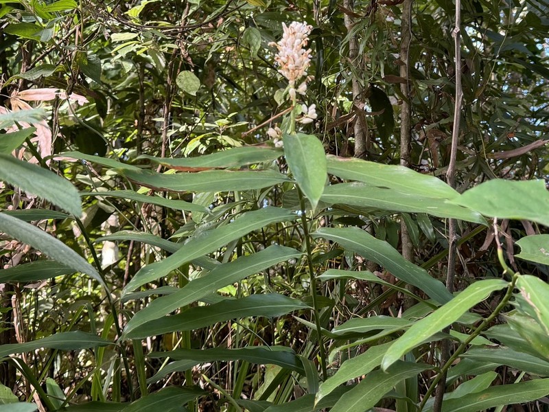 Alpinia foxworthyi