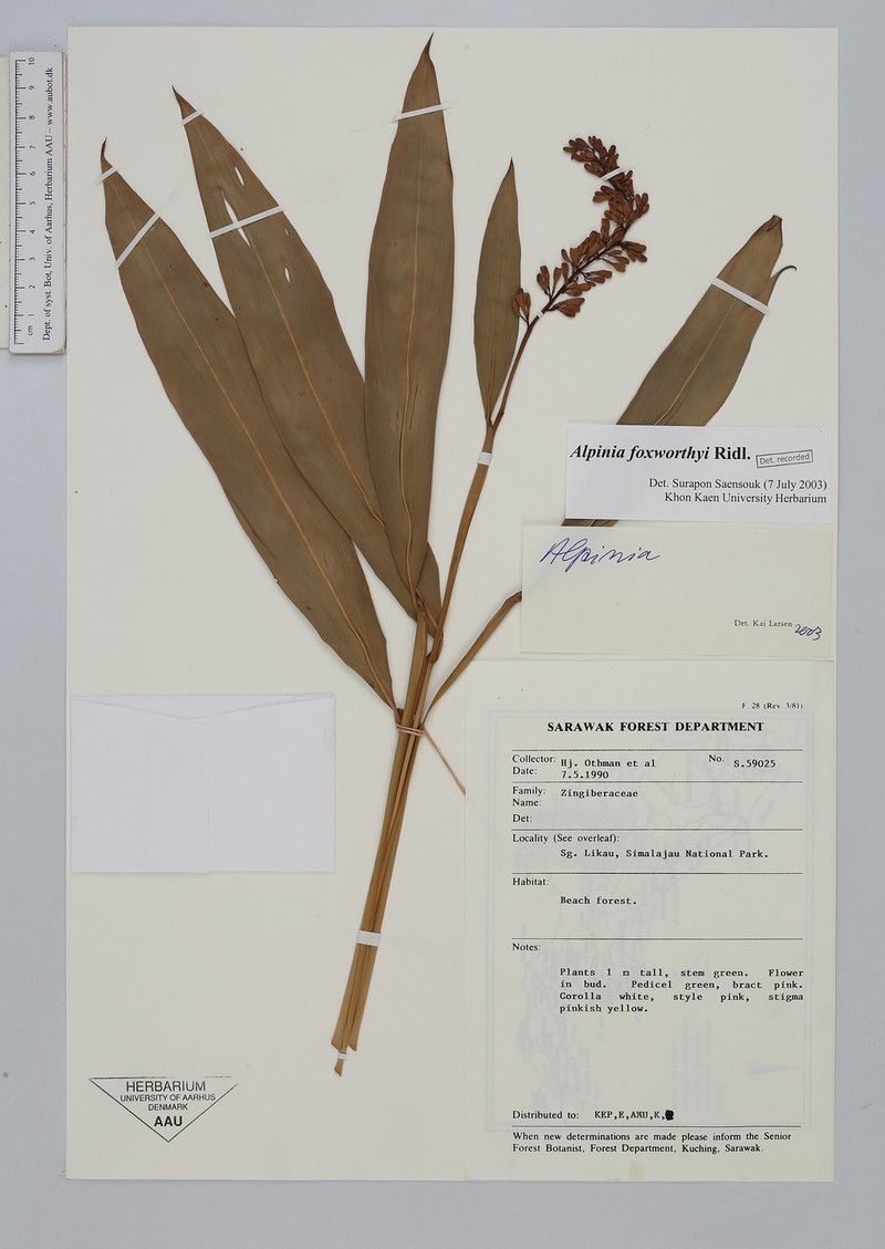 Alpinia foxworthyi photo 2