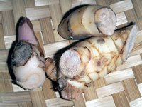 Greater Galangal