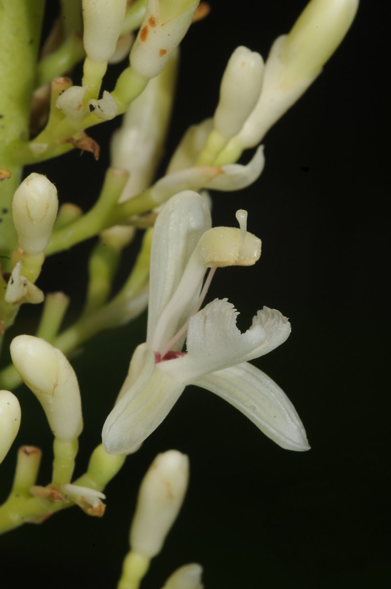 Greater Galangal photo 2