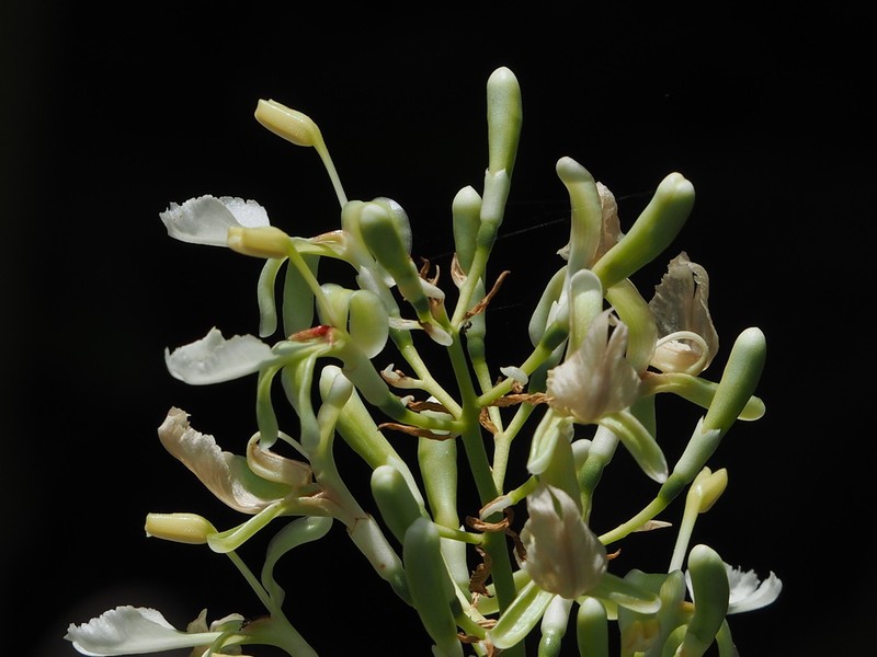 Greater Galangal photo 3