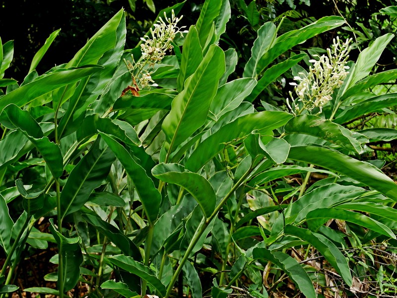 Greater Galangal photo 4