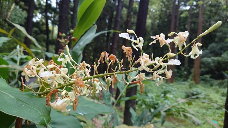 Greater Galangal photo 5