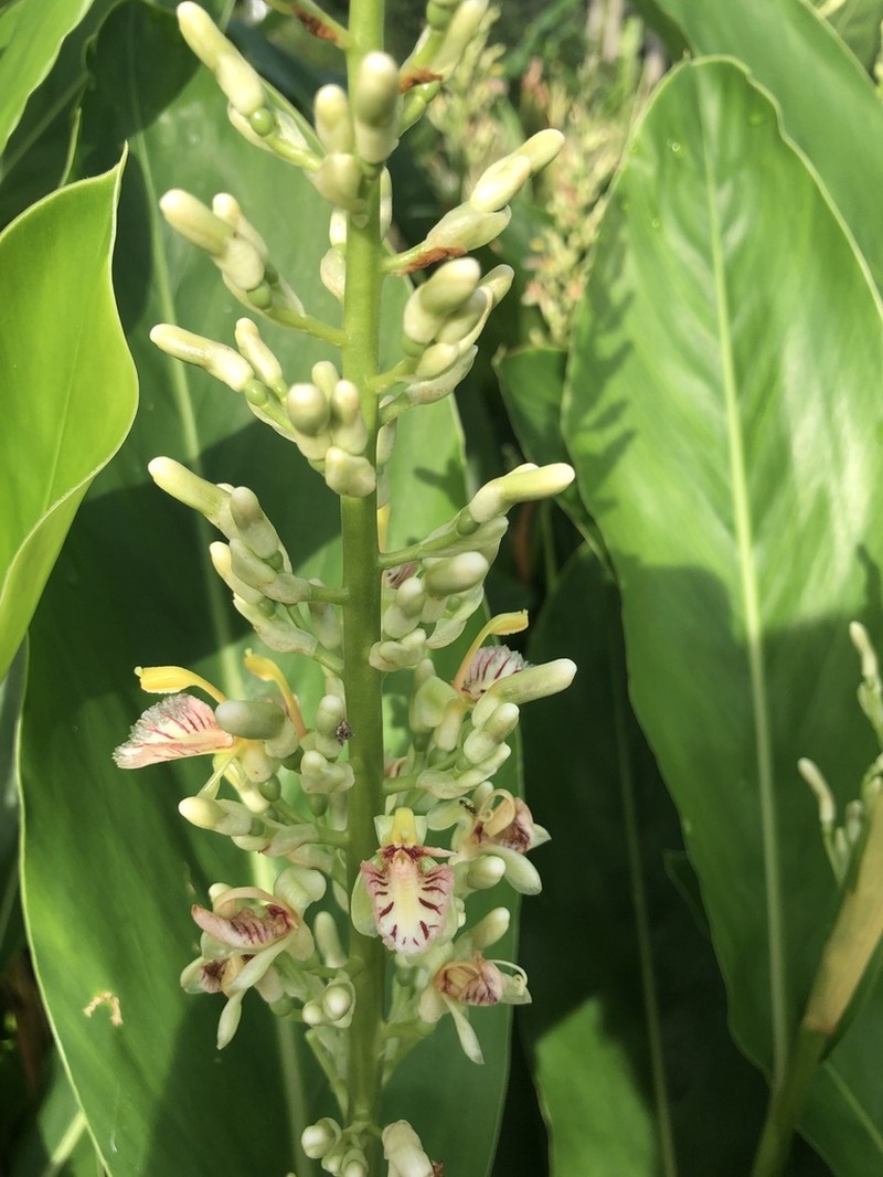 Greater Galangal photo 6