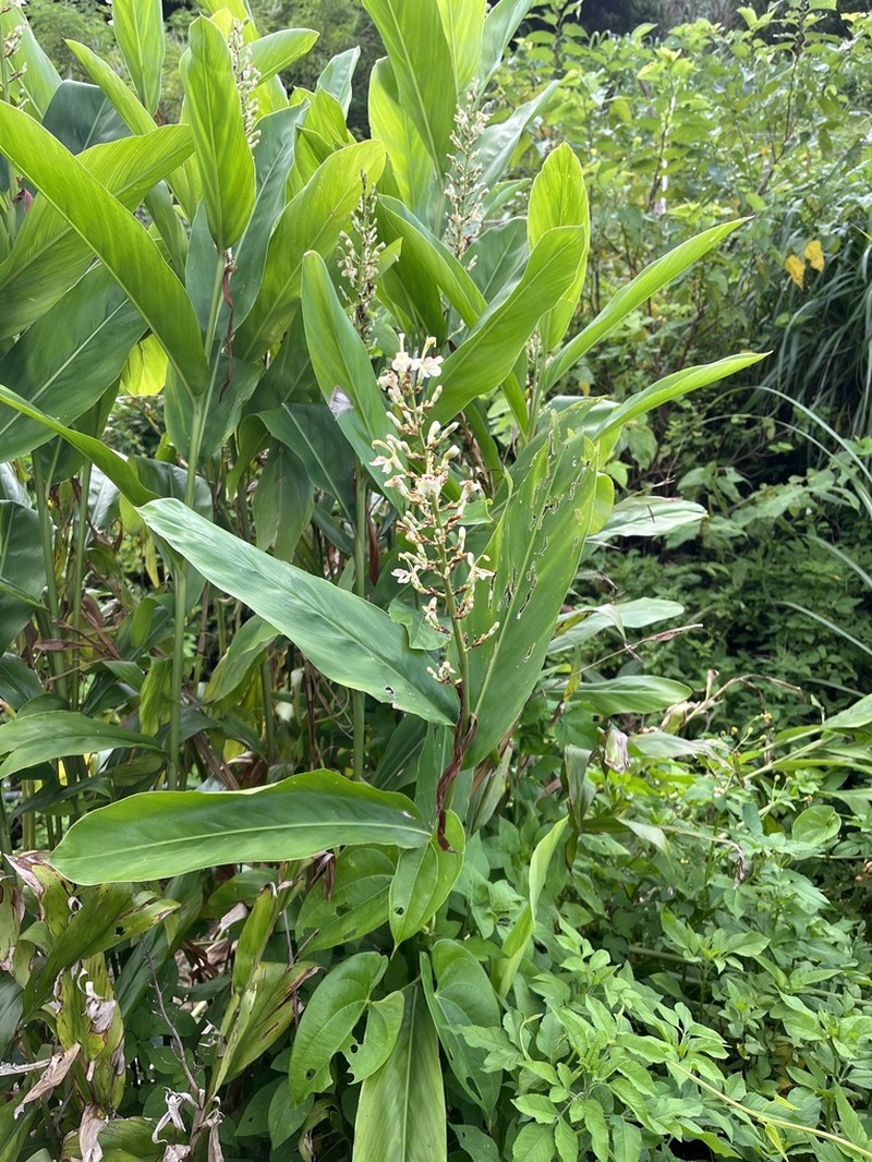 Greater Galangal photo 7