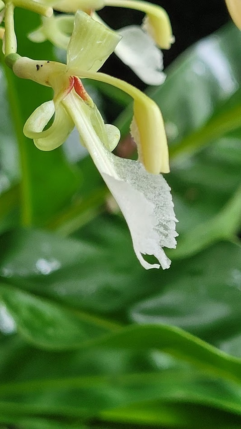 Greater Galangal photo 8