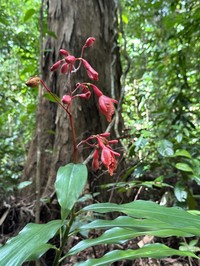 Alpinia glabra