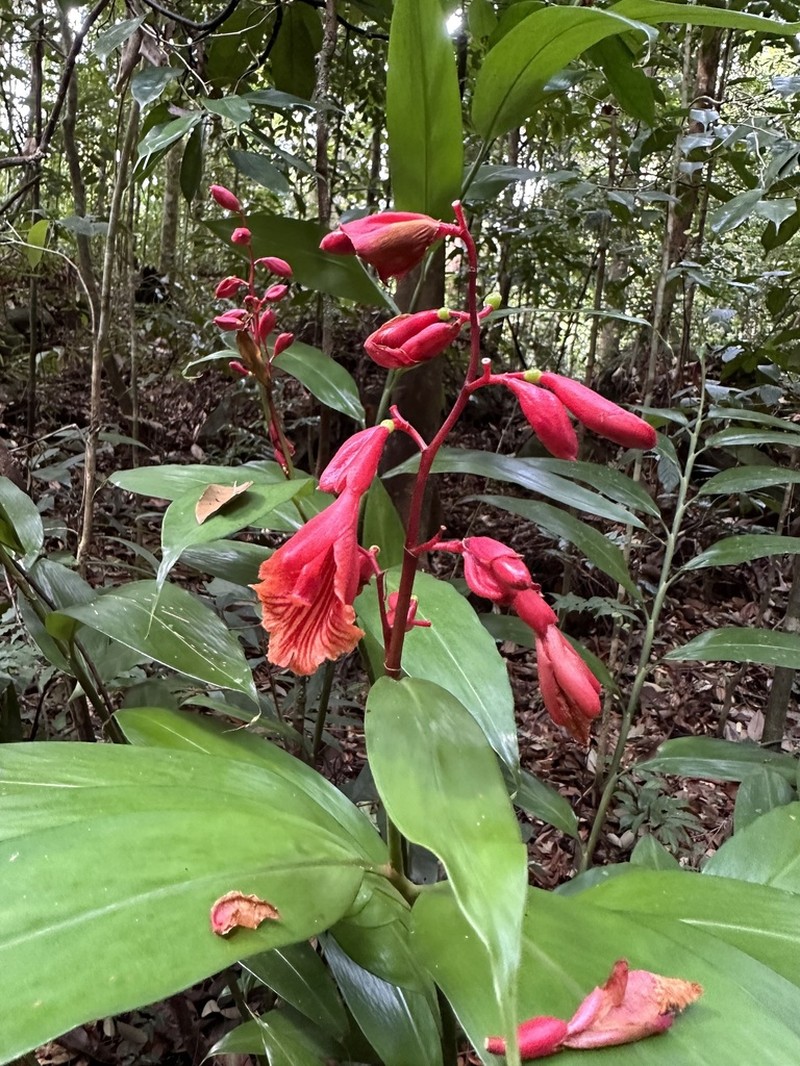 Alpinia glabra photo 2