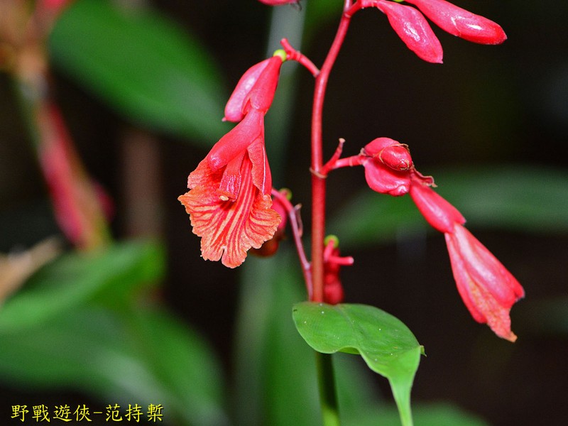 Alpinia glabra photo 3