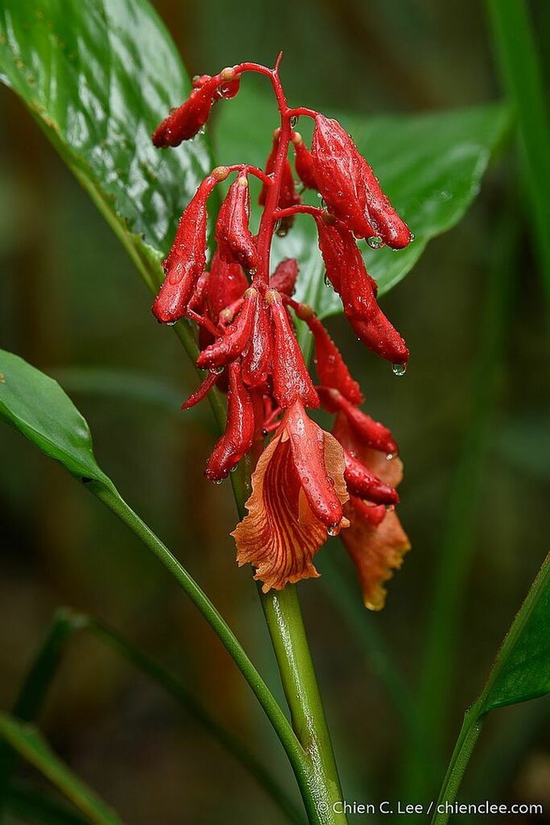 Alpinia glabra photo 4