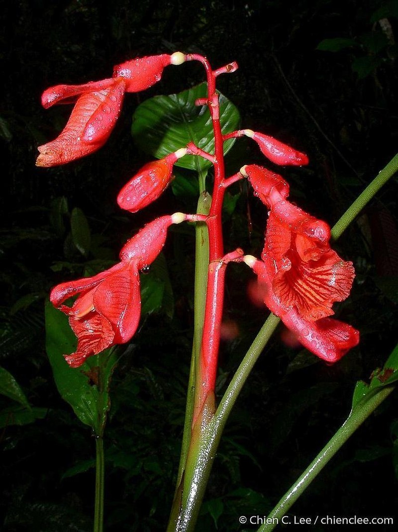 Alpinia glabra photo 5