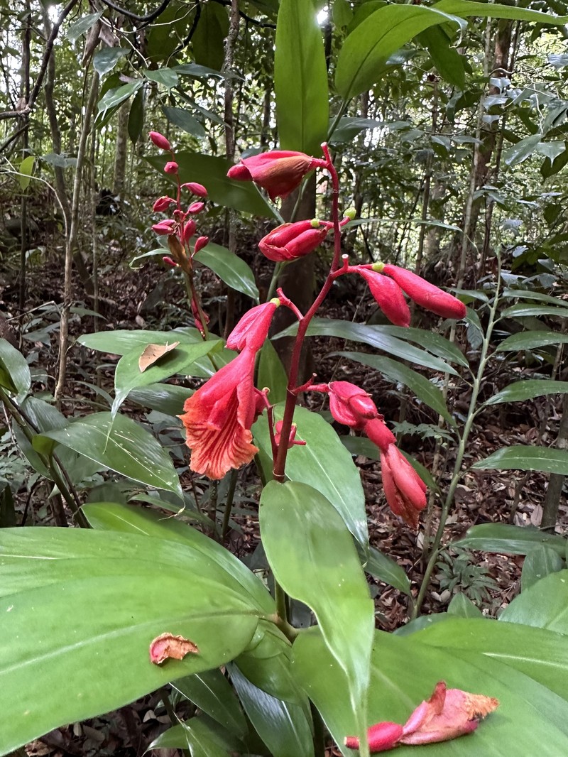 Alpinia glabra photo 6