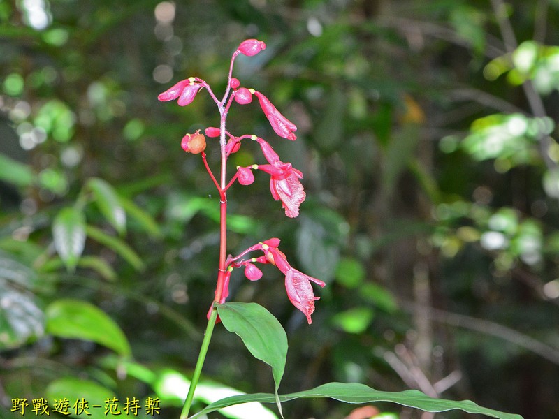 Alpinia glabra photo 7